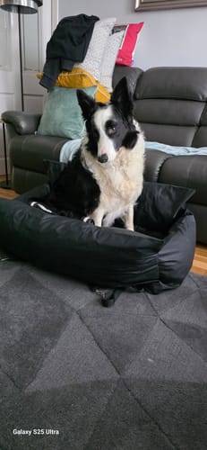 Customer's black and white dog sitting upright in the black Dog Dock V2 on a rug in a living room.
