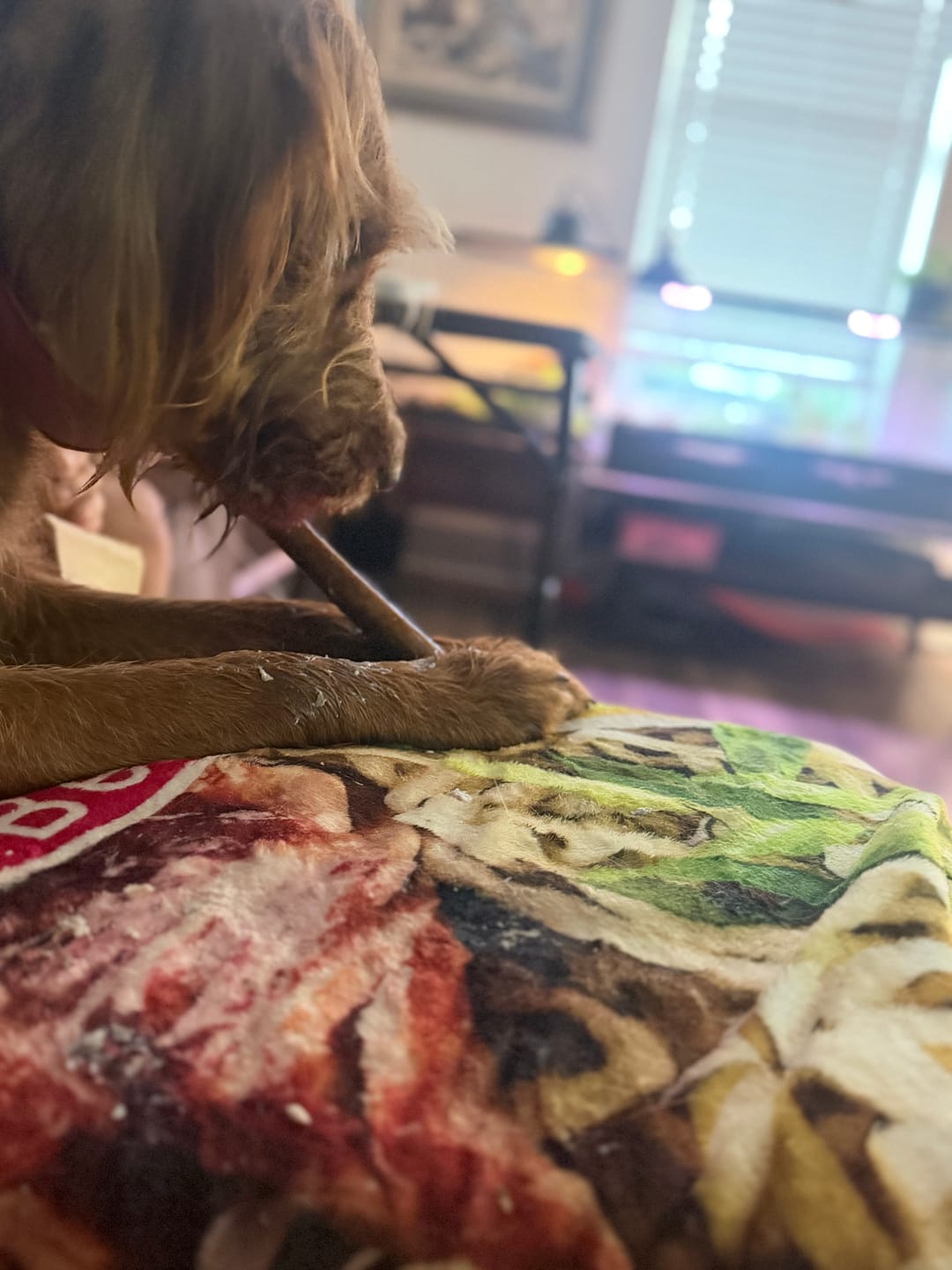 Customer photo review of Wholly Pup Gift Card