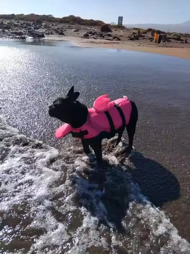 Customer photo review of Splash Paws™ Chin Float Life Jacket