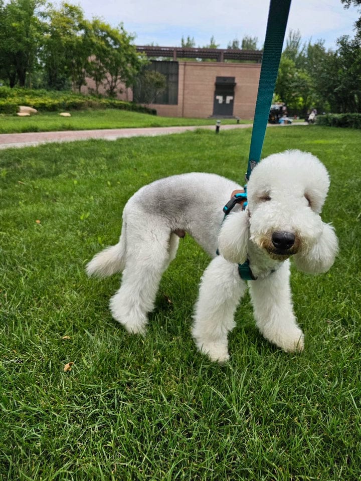 Customer photo review of BOBO X-shaped Harness for Trachea Protection