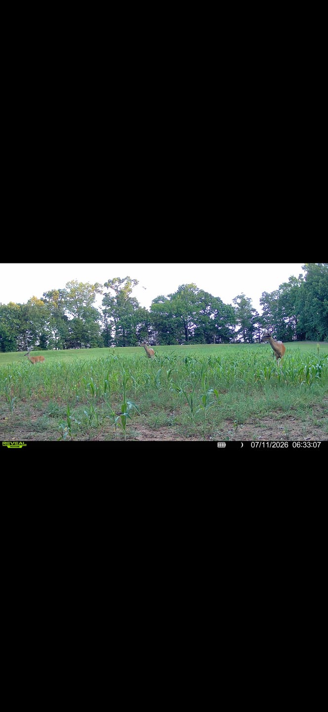 Customer photo review of TACTACAM REVEAL Solar Panel  Solar Power Solution for Trail Cameras