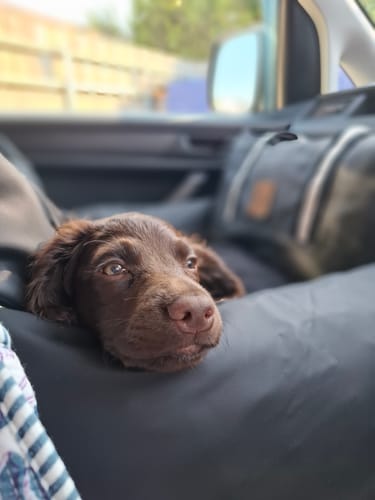 Close-up of a reviewer's brown puppy resting comfortably in the black Dog Dock in a car.