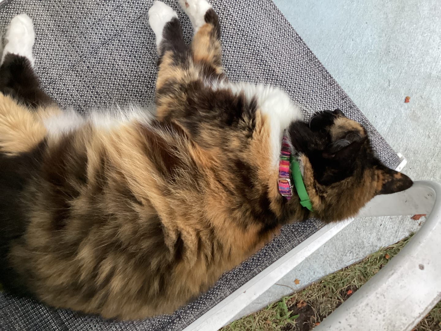Customer photo review of FurLife™ - 8 Months Flea and Tick Free