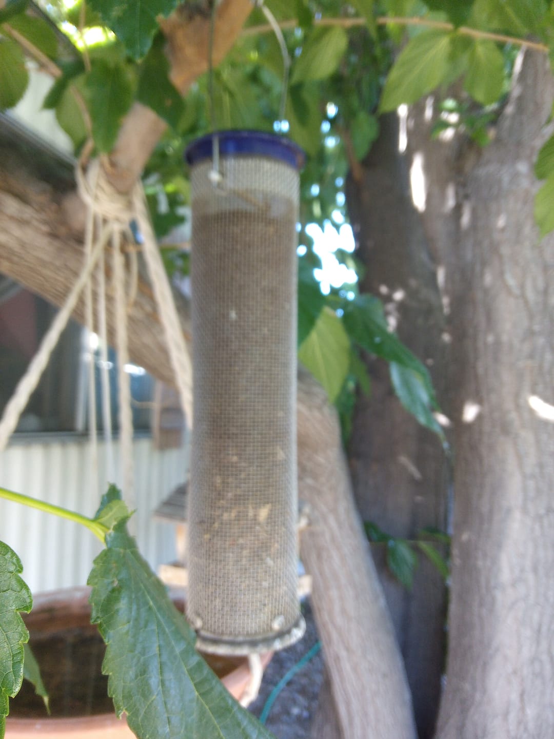 Customer photo review of Thistle Birdseed (Nyger)