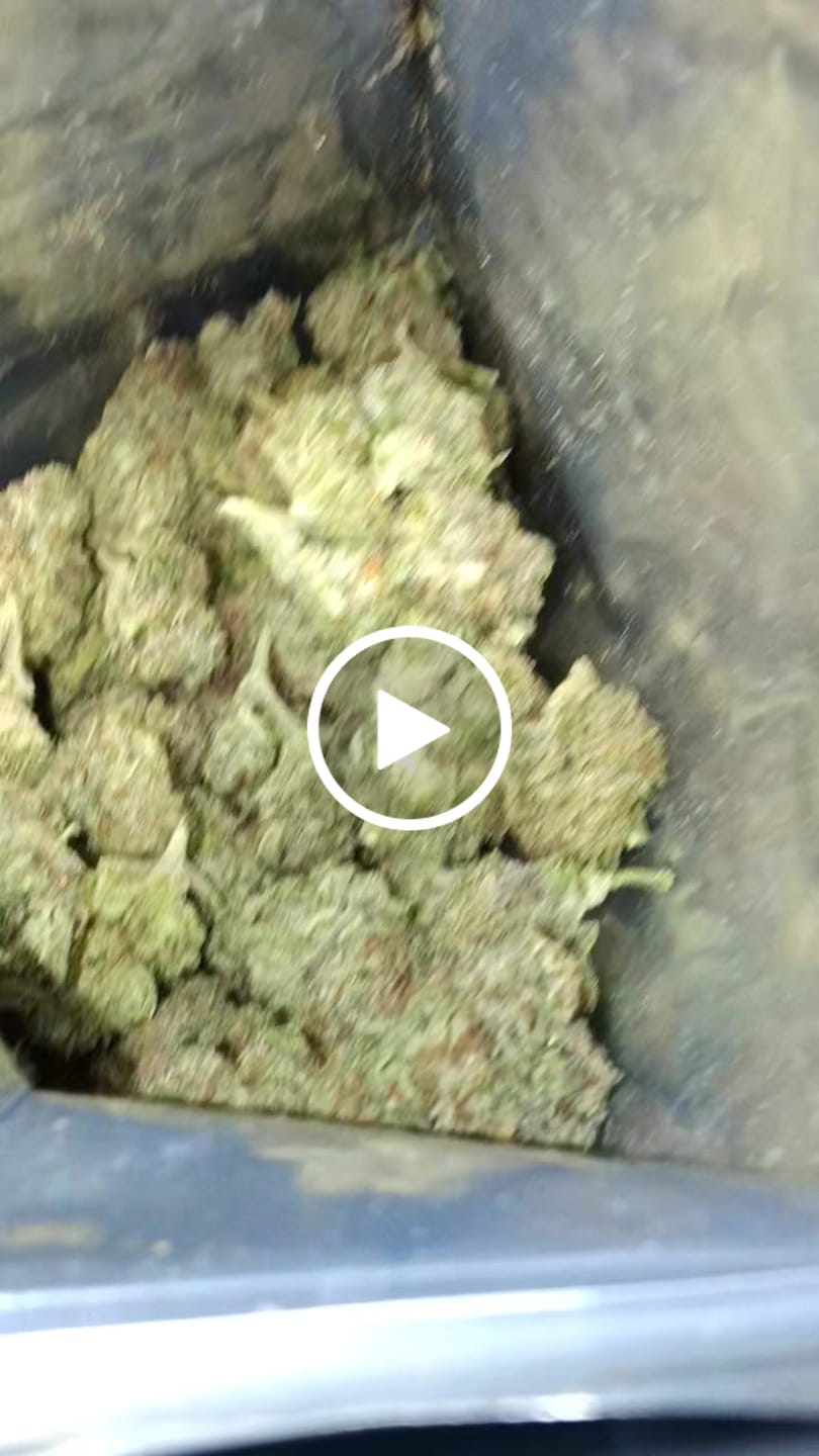 Customer video review of Candy Cartel Light Assist THCA