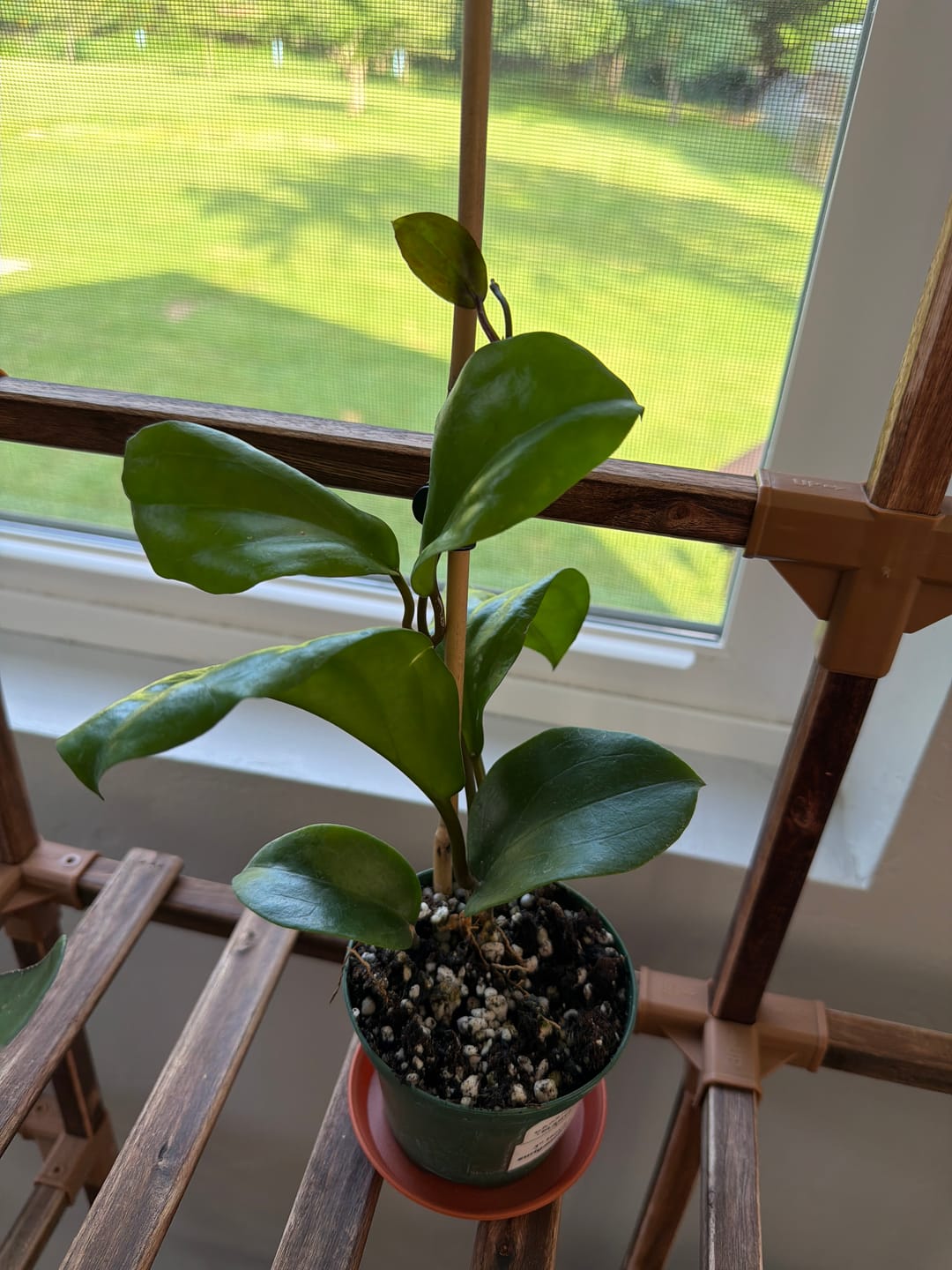Customer photo review of Hoya surigaoensis