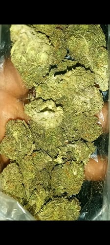 Customer photo review of Cheap Indoor THCA Flower Ounce