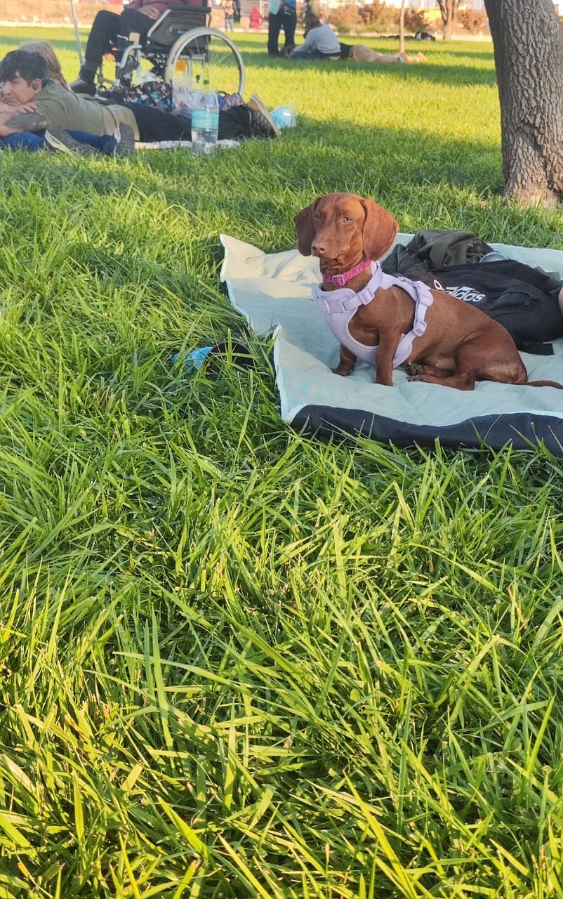 Customer photo review of Arnés Paws