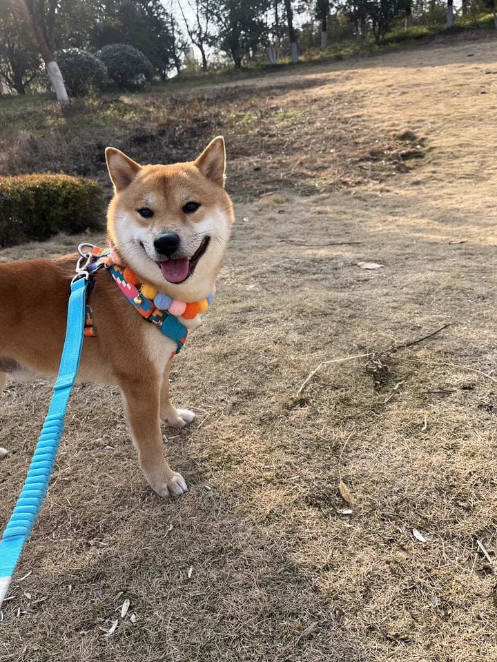 Customer photo review of Colorful PRO Bungee Dog Leash – 3-in-1 Shock-Absorbing Design, Single or Set with No Choke X Harness