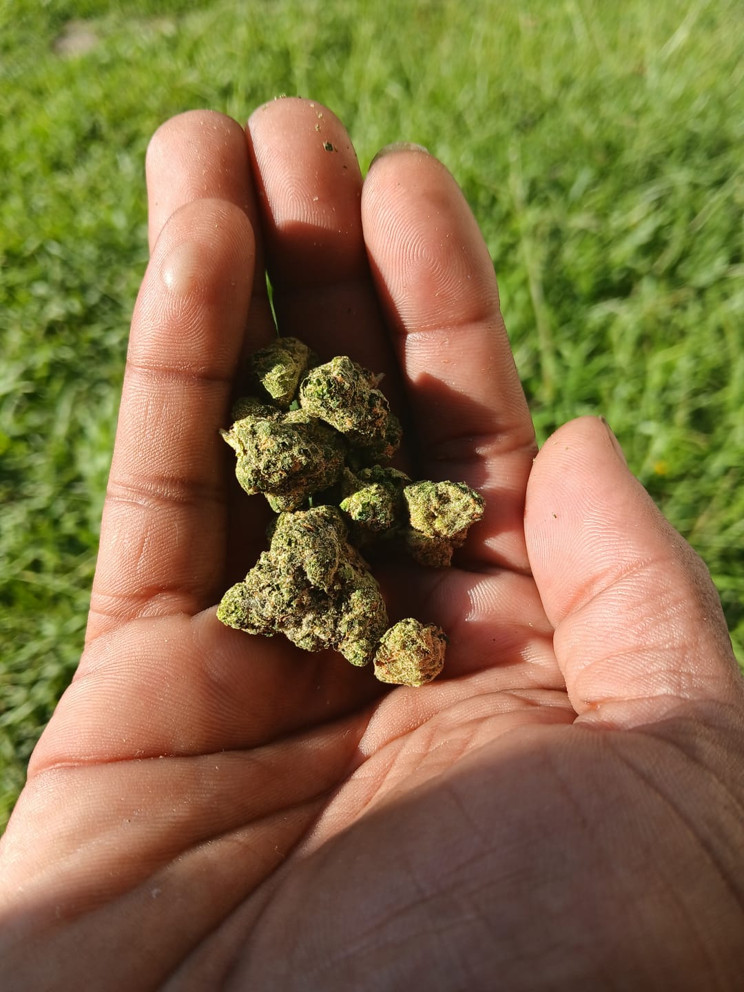 Customer photo review of Zkittlez THCA Flower (Budget)