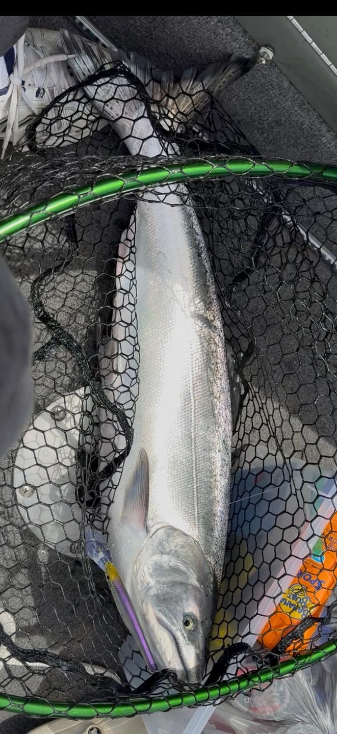 Customer photo review of American Smelt