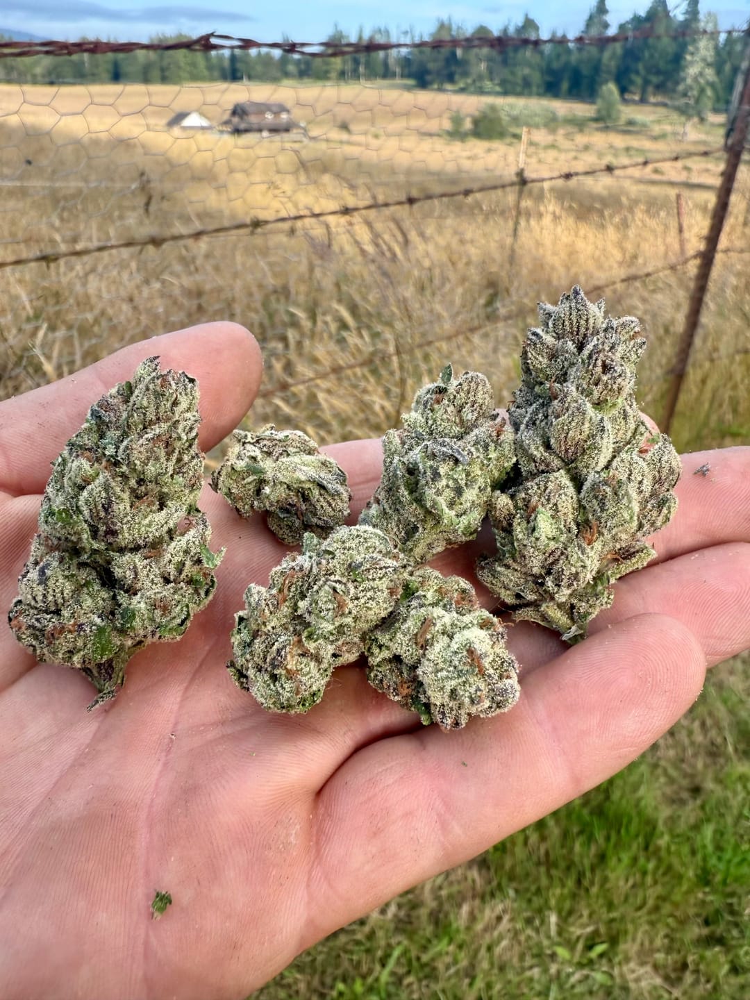 Customer photo review of Papaya Bomb THCa Flower