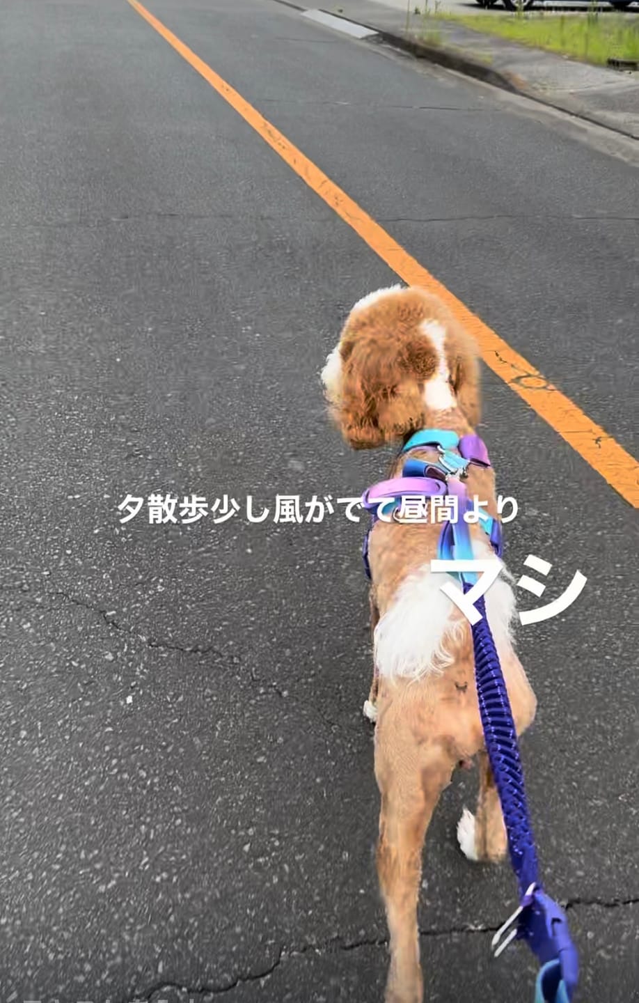 Customer photo review of Comfort Control No-Pull Dog Harness and Multipurpose Leash Sets