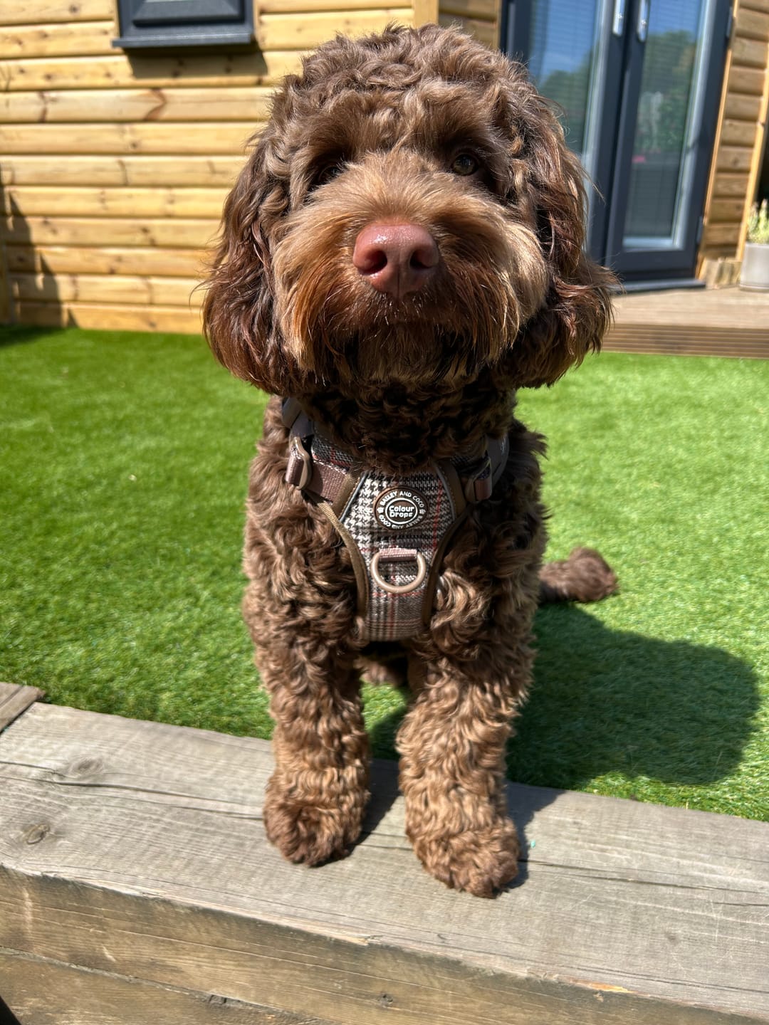 Customer photo review of Trail & Glow Tweed Dog Harness - Colour Drops - Heritage Plaid