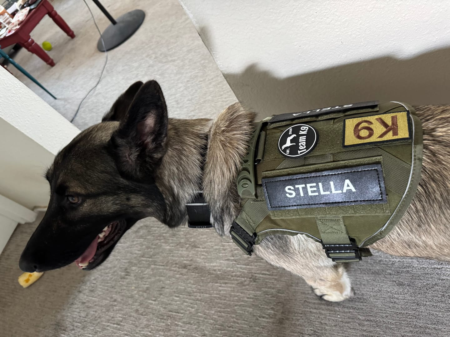 Customer photo review of Team K9® Custom Harness Patch (Printed Pair)