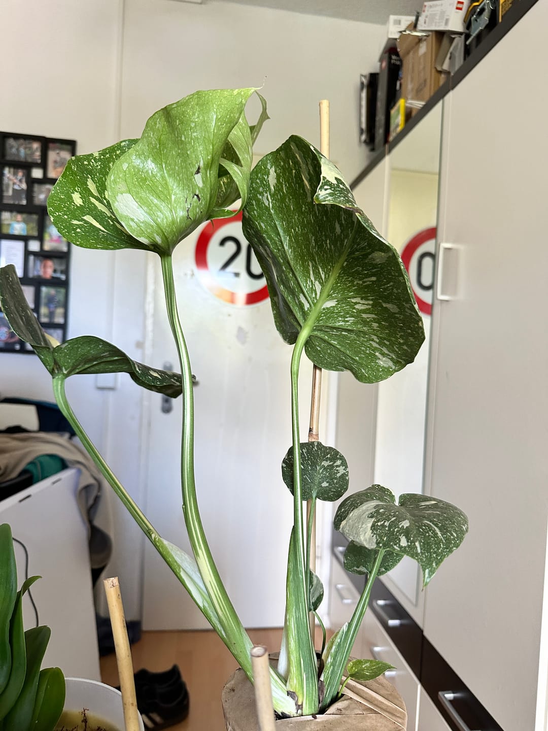 Customer photo review of Monstera Thai Constellation