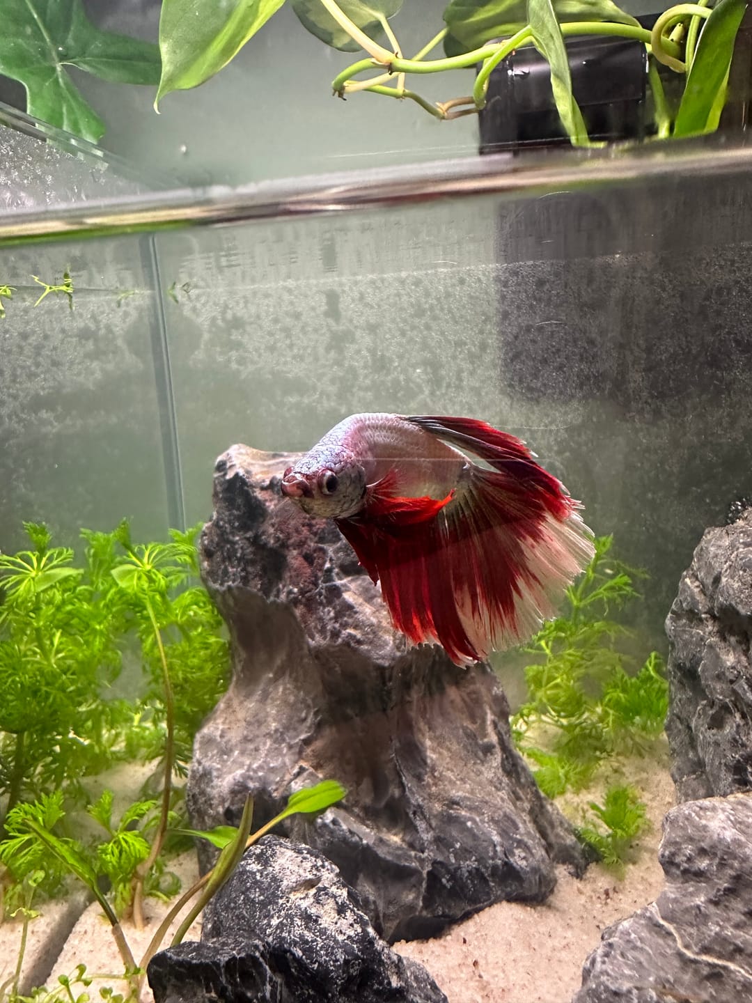 Customer photo review of Halfmoon Red Dragon Betta Fish (Male)