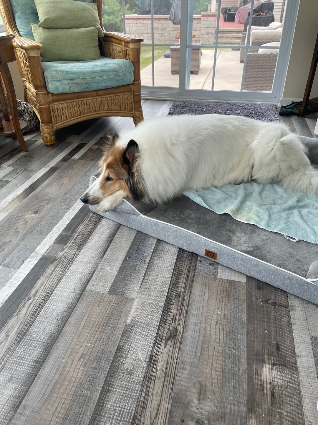 Customer photo review of Stronghold Teal For Dogs 44-88lbs (20-40kg)
