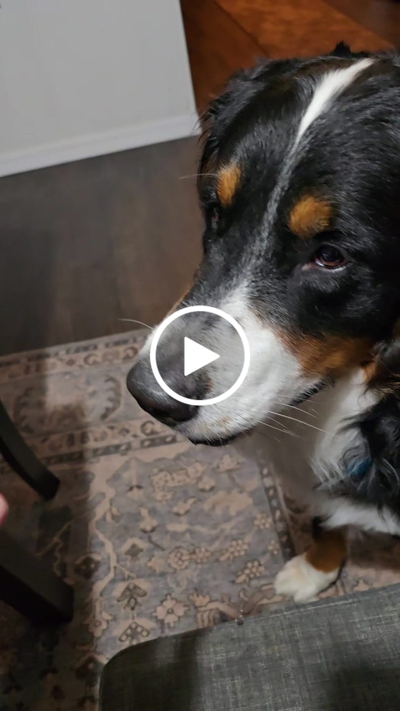 Customer video review of Functional Treats Bundle — All 6 Ostrich Superfood Treats, 40% Off