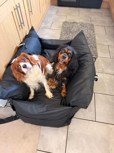 Customer's black Dog Dock V2 with two happy Cavalier dogs sitting inside on a tiled floor.