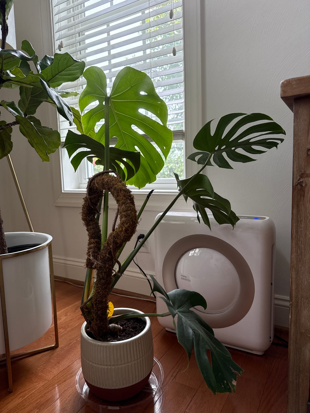 Customer photo review of Soil Refresh