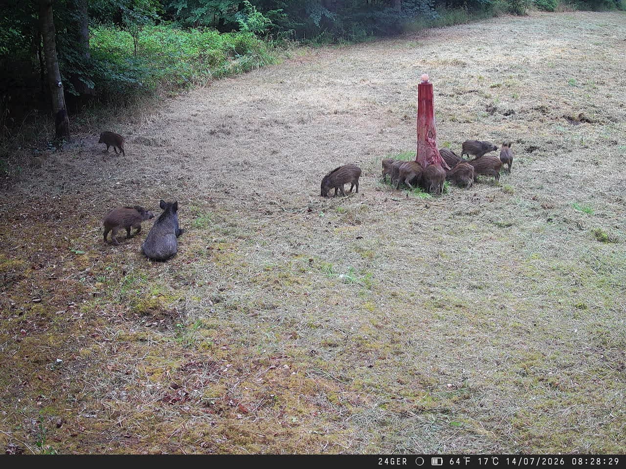 Customer photo review of Salzspray Anis - Lockmittel Rehwild, Schwarzwild, Rotwild und Damwild