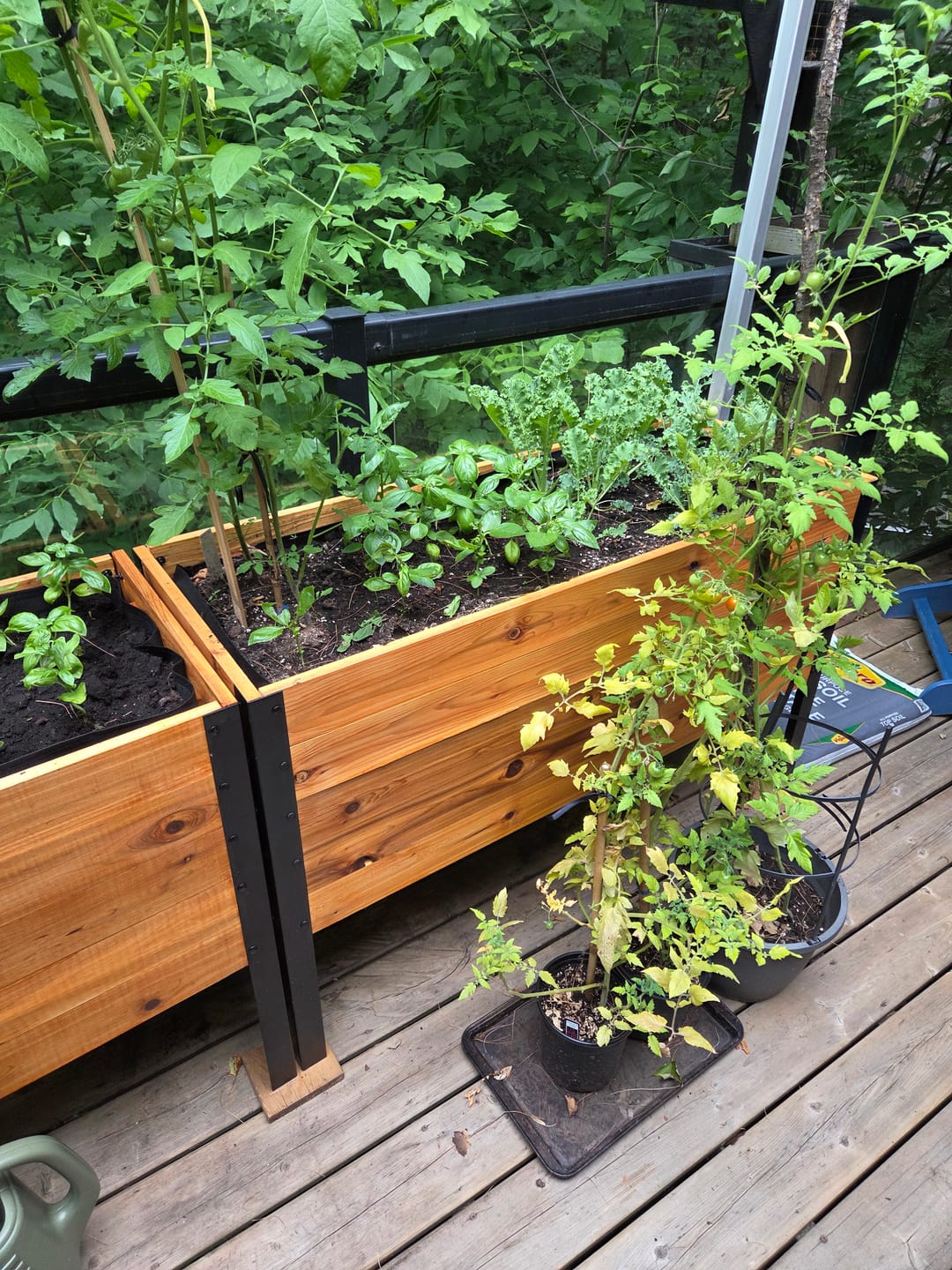 Customer photo review of 18" x 48" Raised Garden Bed - 30" TALL / Garden Grade