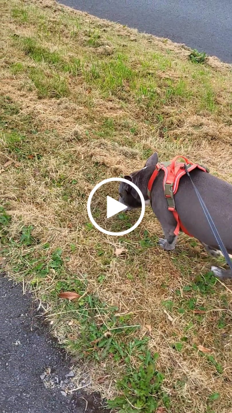 Customer video review of Anti Pull Hurricane Harness Lighter | With Handle - Burnt Orange X Khaki