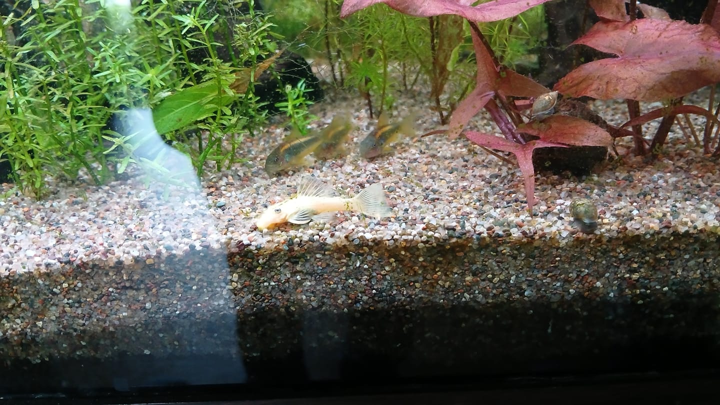 Customer photo review of Gold Laser Cory (Corydoras sp.“Gold Laser”)