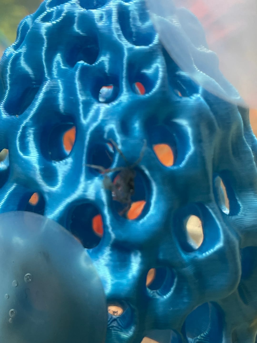 Customer photo review of Freshwater Pom Pom Crab (Ptychognathus barbatus)