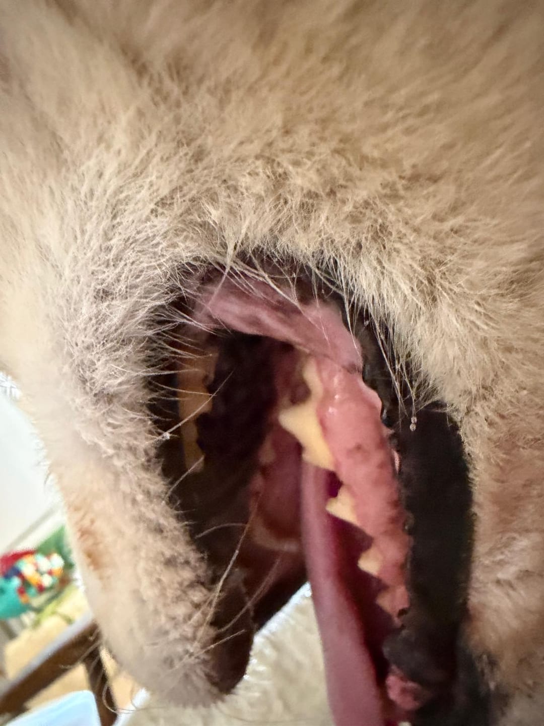Customer photo review of Beemzy Tandpoeder voor Honden