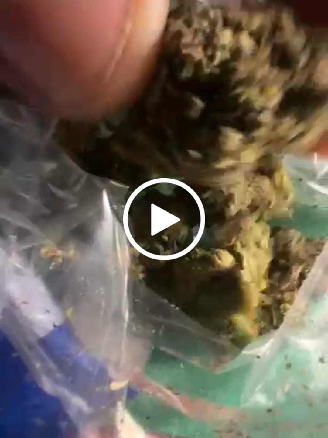 Customer video review of 🎁 Free 8th THCa (100% off)