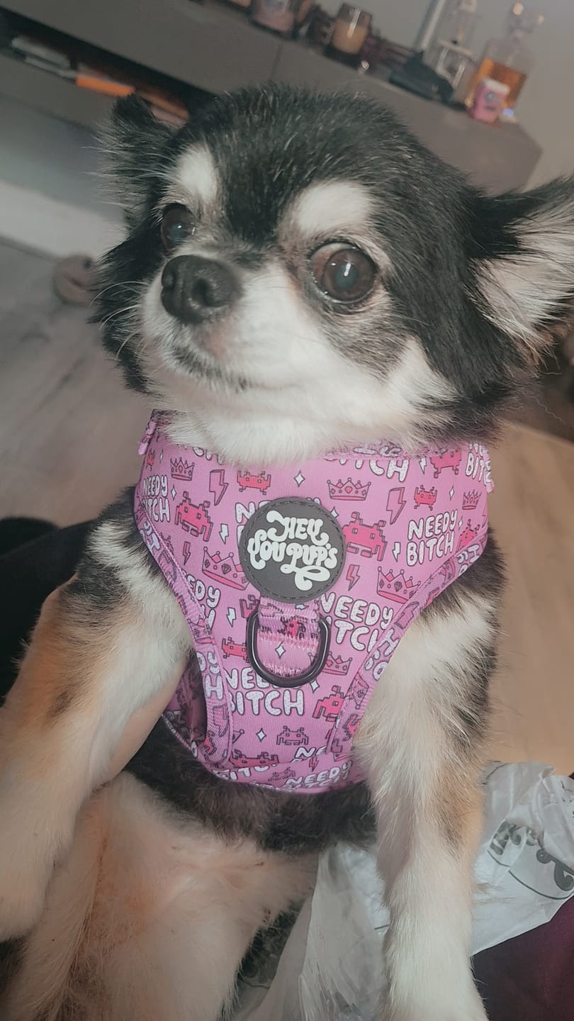 Customer photo review of Needy bi**h harness