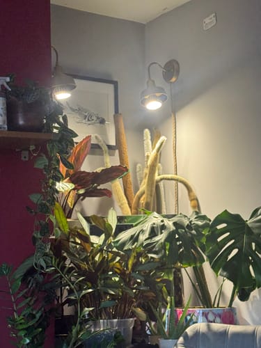 Customer photo review of Pianta LED Grow Light 3-Pack bundle