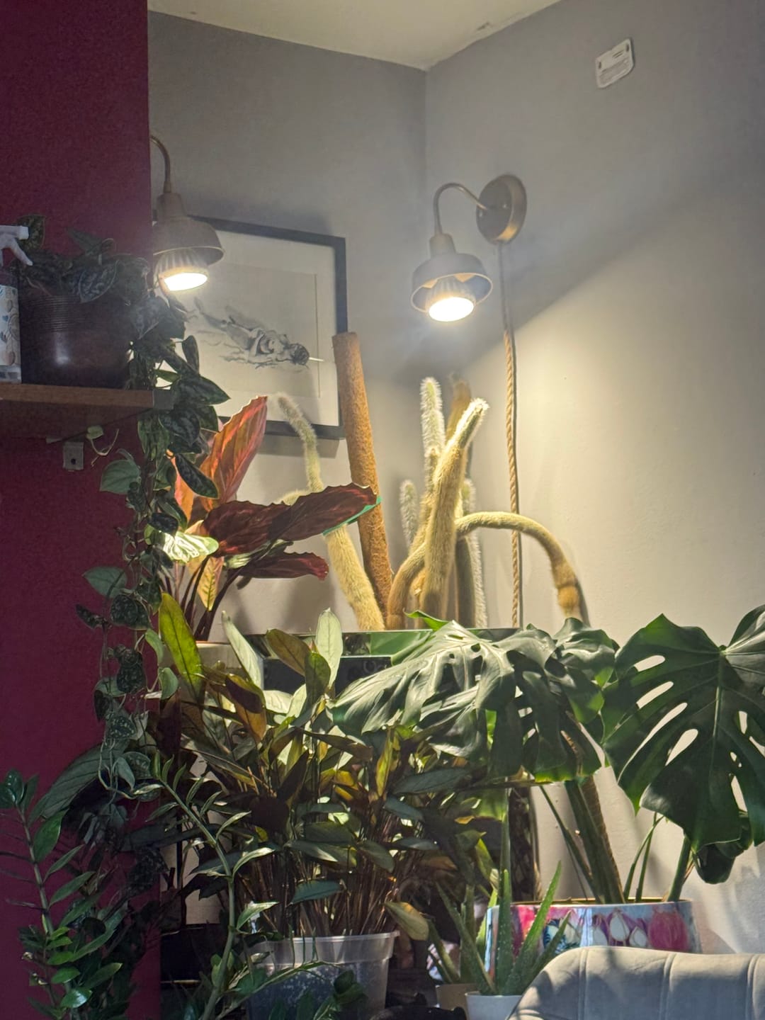 Customer photo review of Pianta LED Grow Light 3-Pack bundle