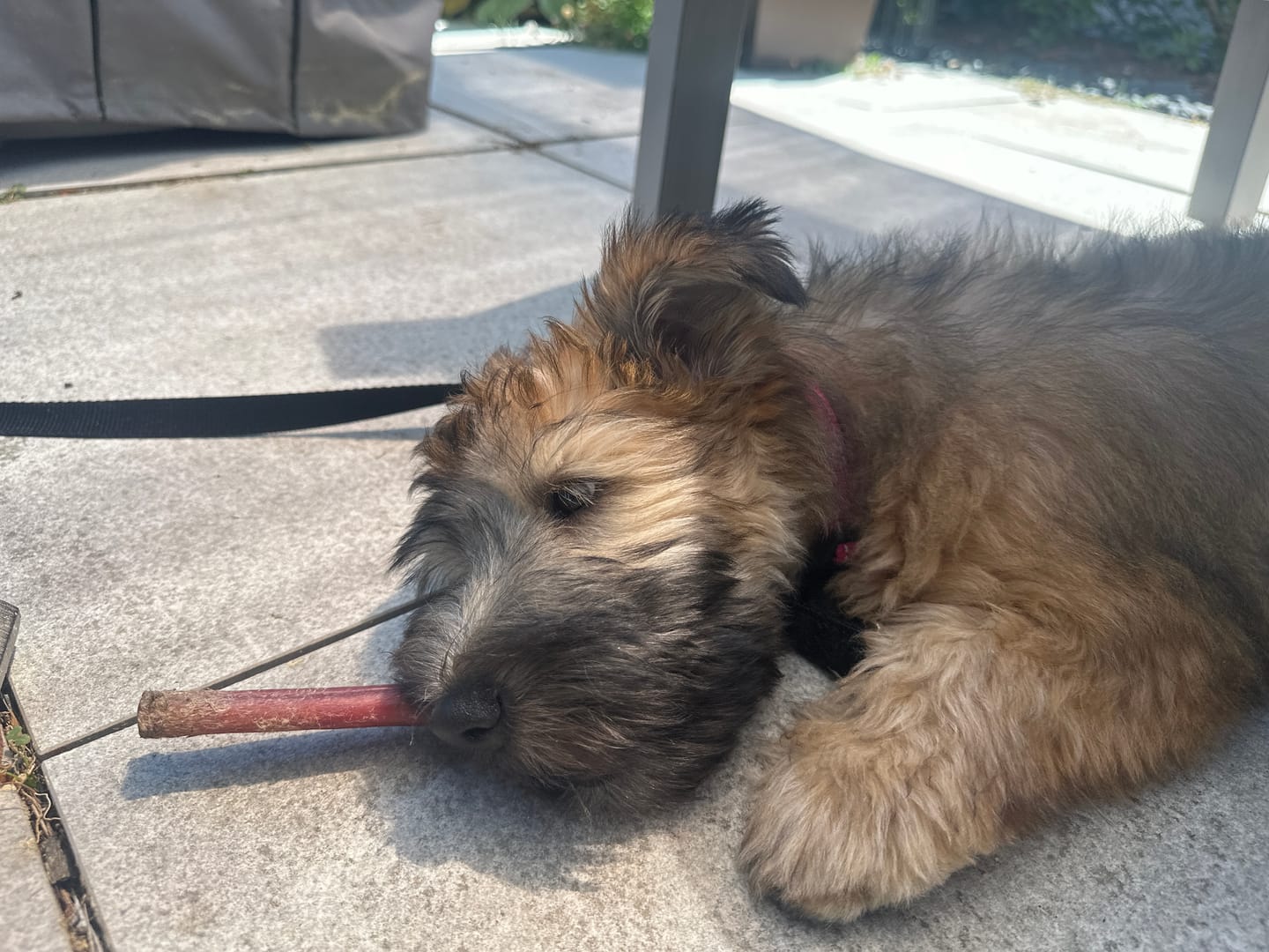 Customer photo review of 6 Inch Standard Bully Stick