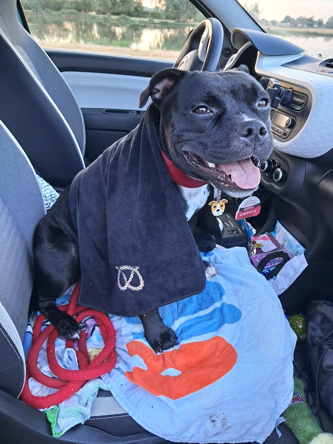 Customer photo review of Staffordshire Bull Terrier 1935® Towel - Black