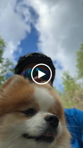Customer video review of Kvisp Dog Bike Carrier
