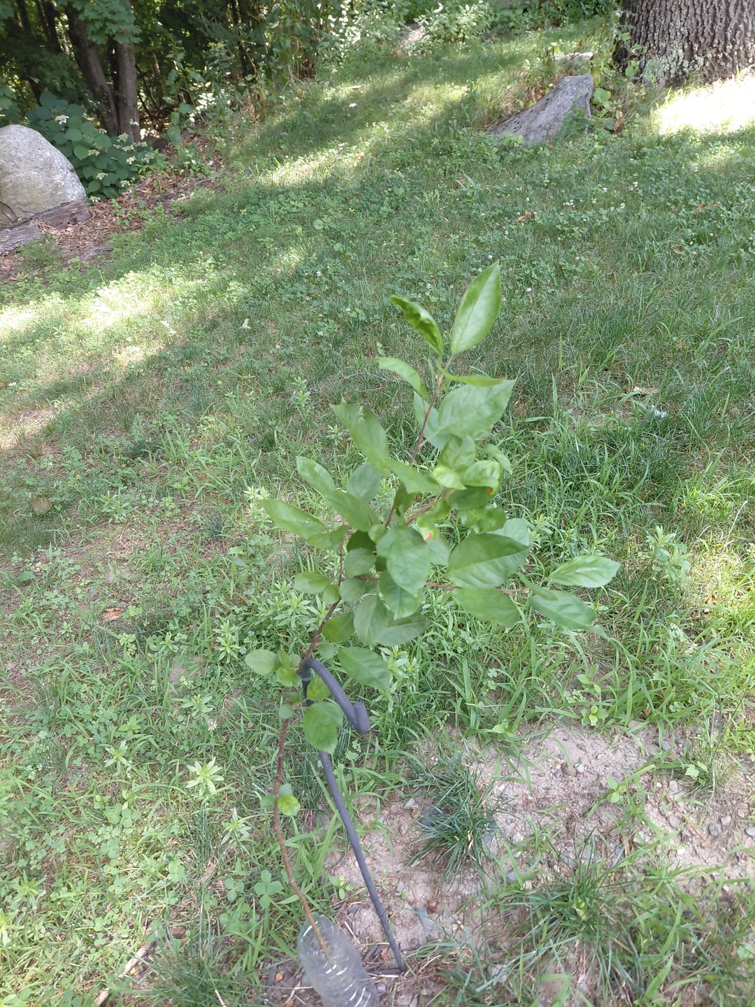 Customer photo review of Main Attraction™ Crabapple