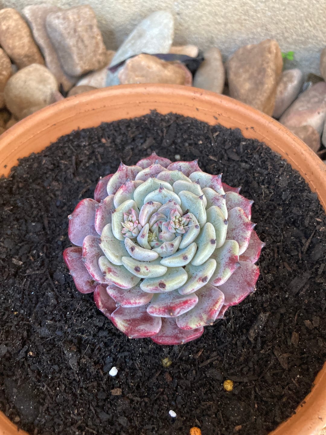 Customer photo review of Echeveria 'Sarahime Botan'
