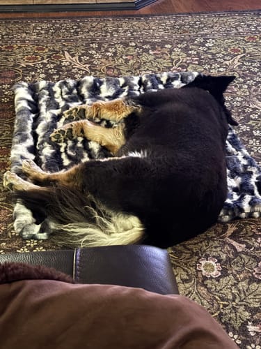 Customer's dog sleeping on its side on the plush Cloudy Day Black Pet Blanket on a rug.