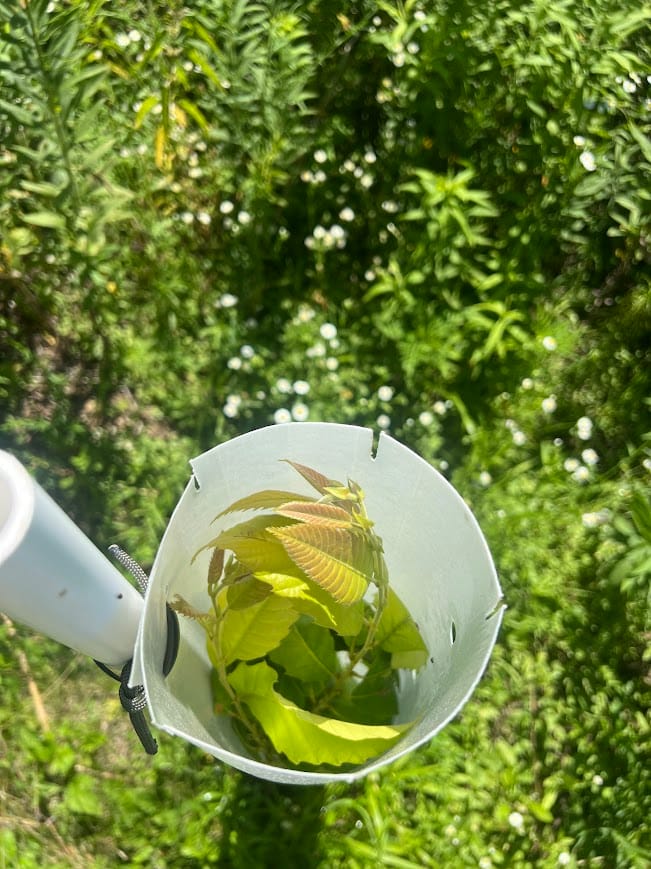 Customer photo review of Hybrid Chestnut