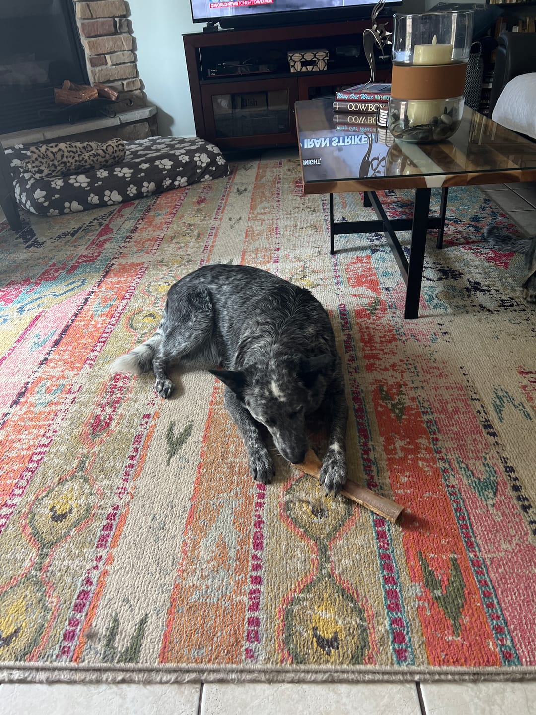 Customer photo review of Medium Ostrich Cane (10" x 3"): The Long-Lasting, Flavor-Packed Chew for Medium & Large Dogs