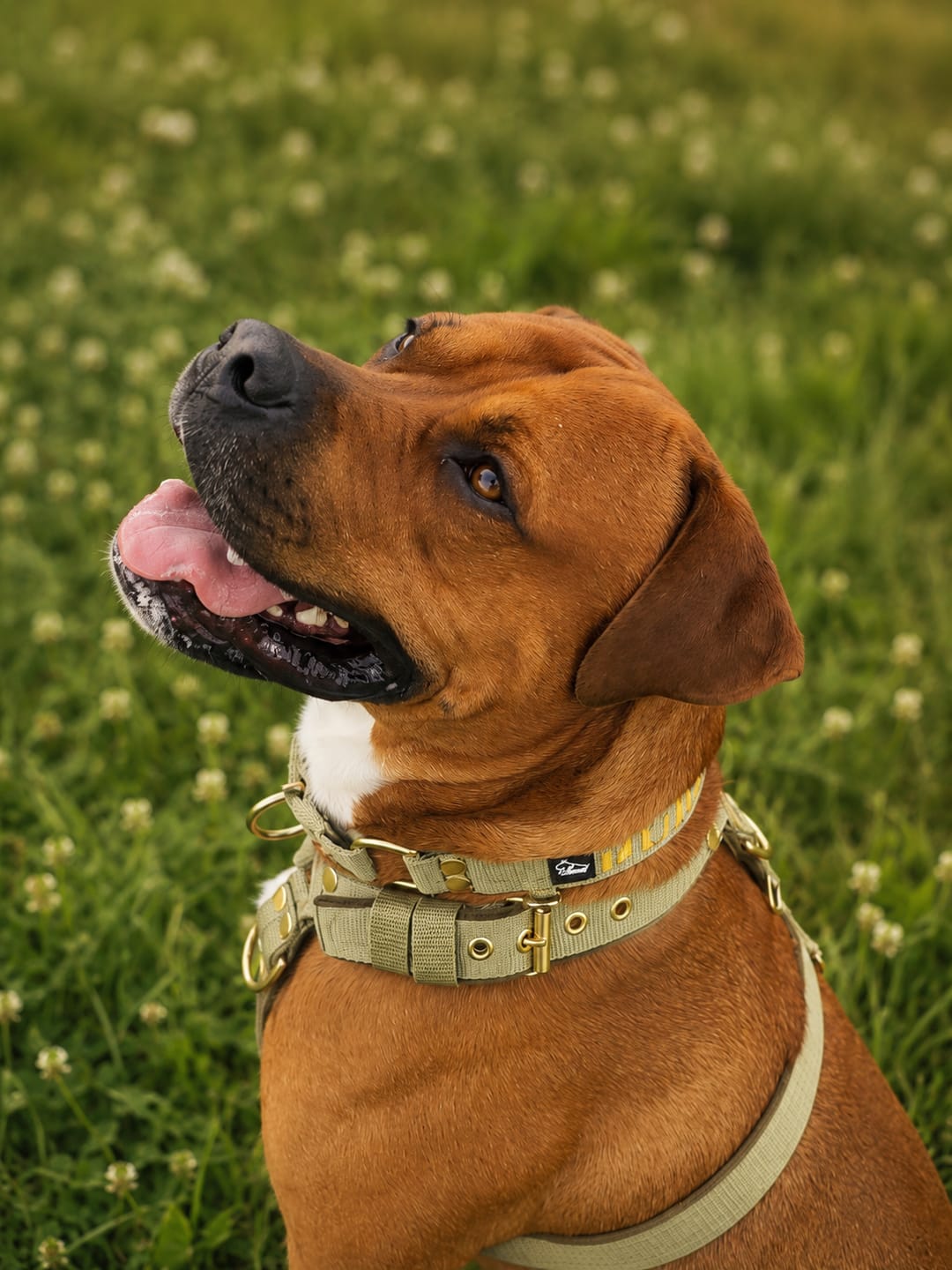 Customer photo review of Martingale halsband med namn