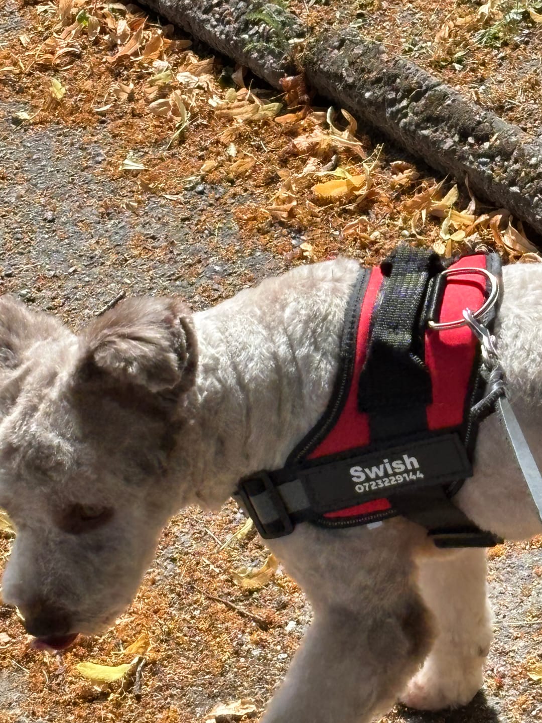 Customer photo review of Personlig Hundsele med Namn & Telefonnummer