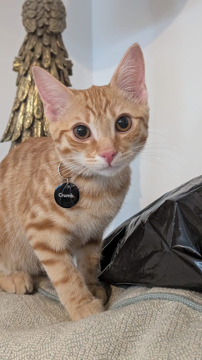 Customer photo review of Breakaway Cat Collar