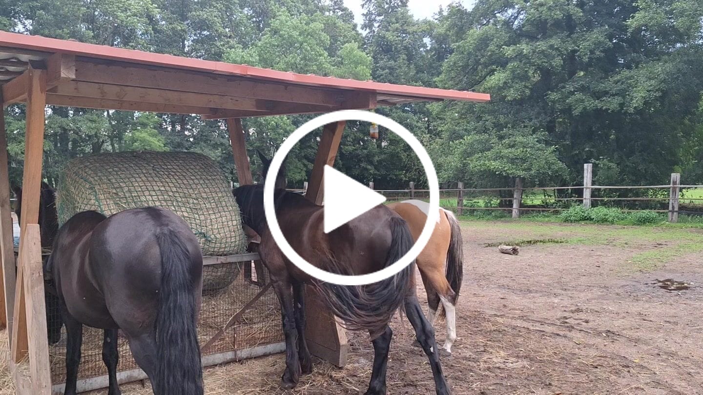 Customer video review of HorseSafe LiquidTrap – Schluss mit Fliegenstress auf deinem Hof