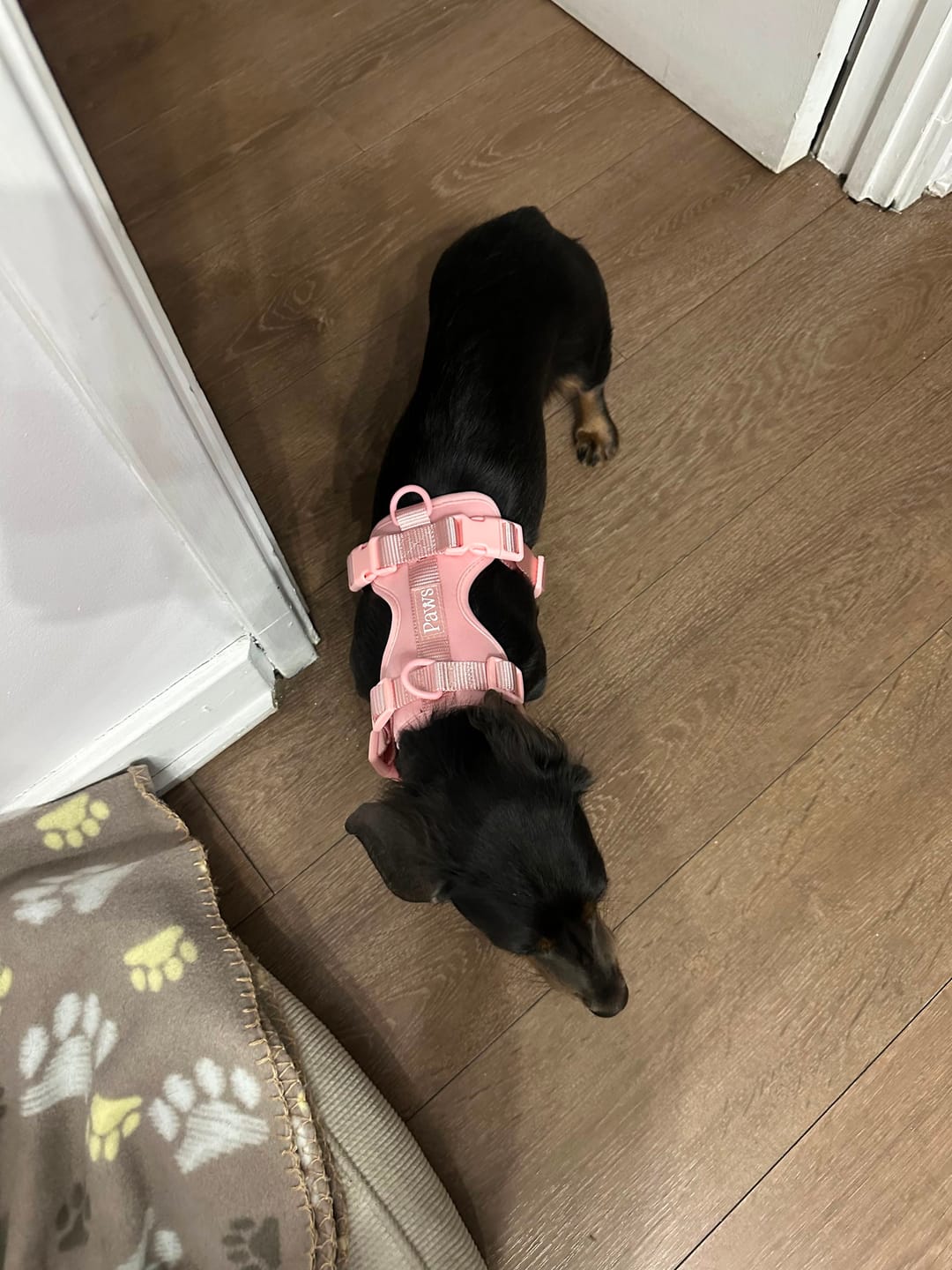 Customer photo review of Arnés Paws