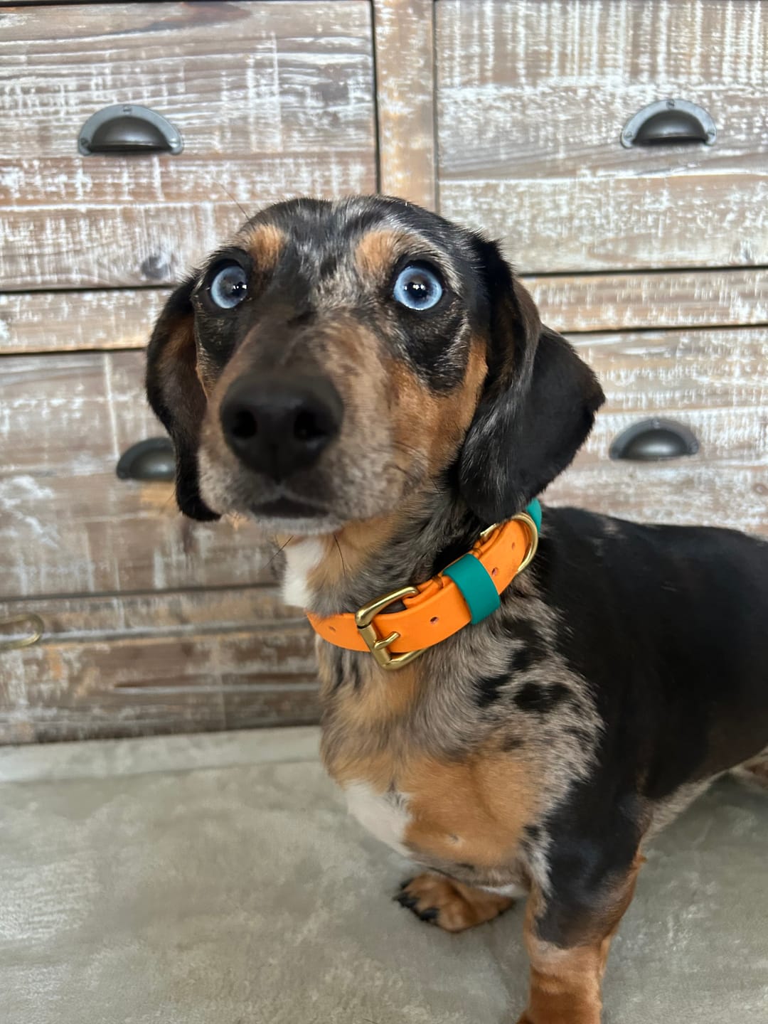Customer photo review of All Weather Biothane Dog Collar