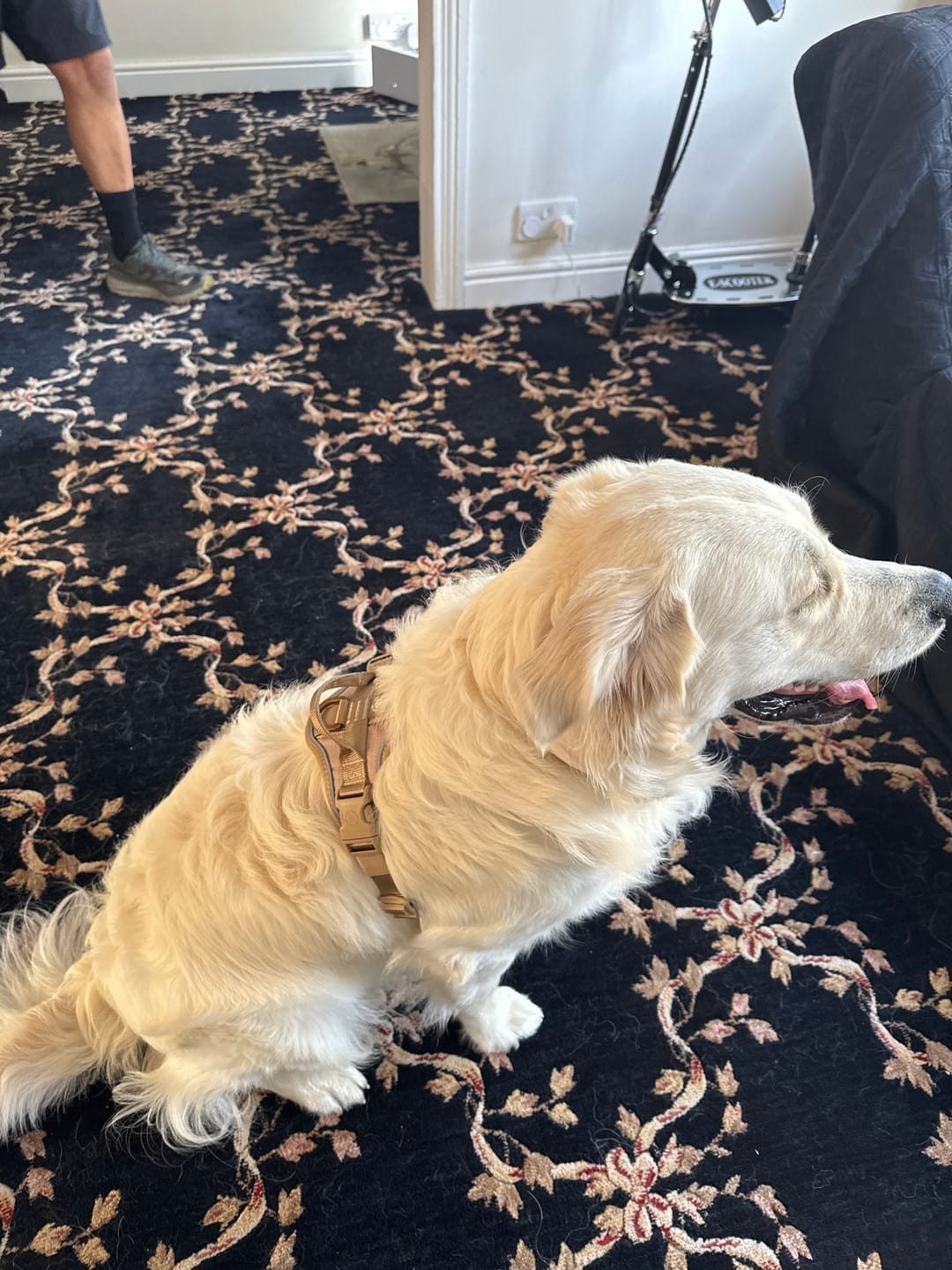 Customer photo review of Anti Pull Hurricane Harness Lighter | With Handle - Tan X Tan